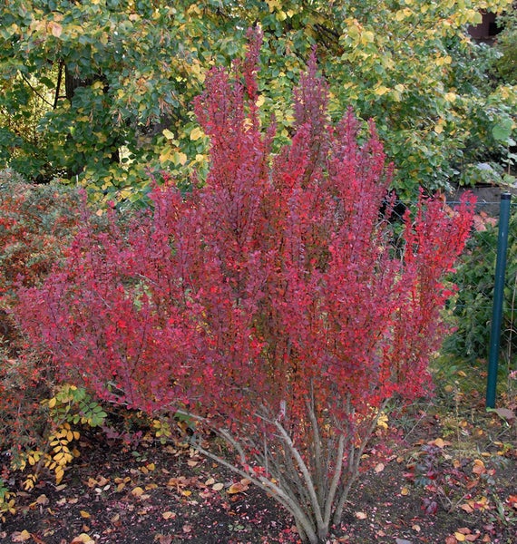 Berberitze mit roten Blättern im Garten