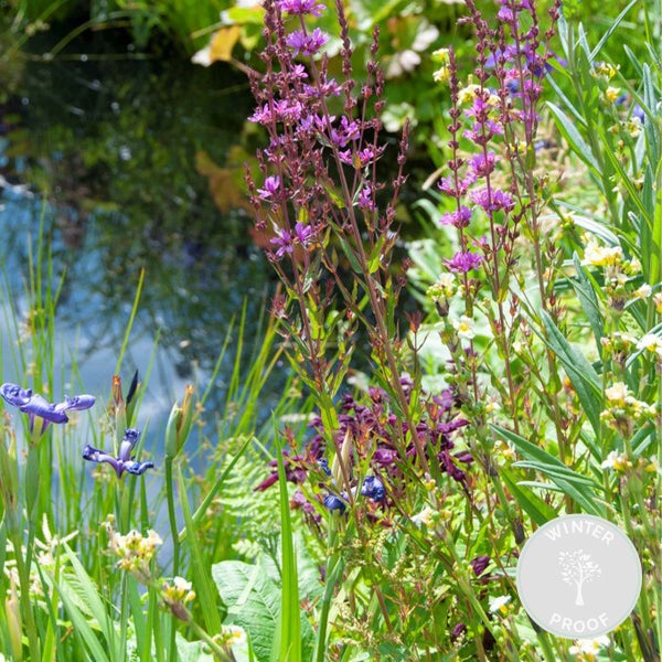 6x insektenfreundlicher Teichpflanzen-Mix – Zone 2 & 3 – Pflegefreundlich – ⌀9 cm – ↕15–25 cm