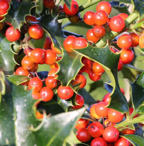 Stechpalme mit roten Beeren und grünen Blättern.
