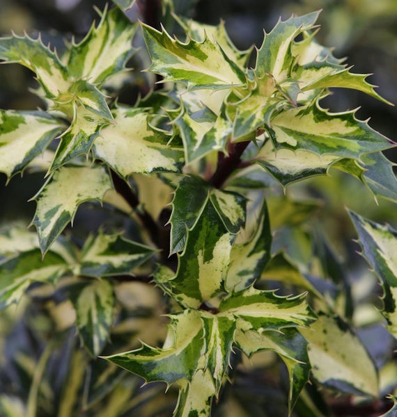 Stechpalme mit panaschierten Blättern
