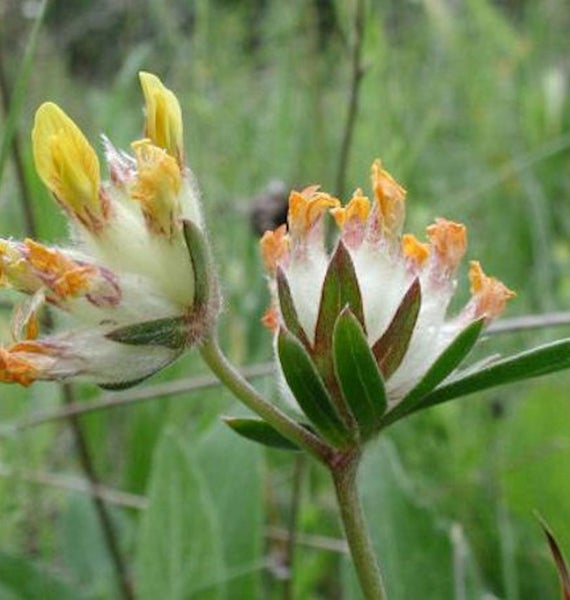 Nahaufnahme einer Bergkronwicke