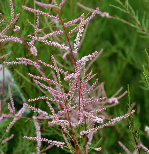 Tamariskengewächs mit zarten rosa Blüten