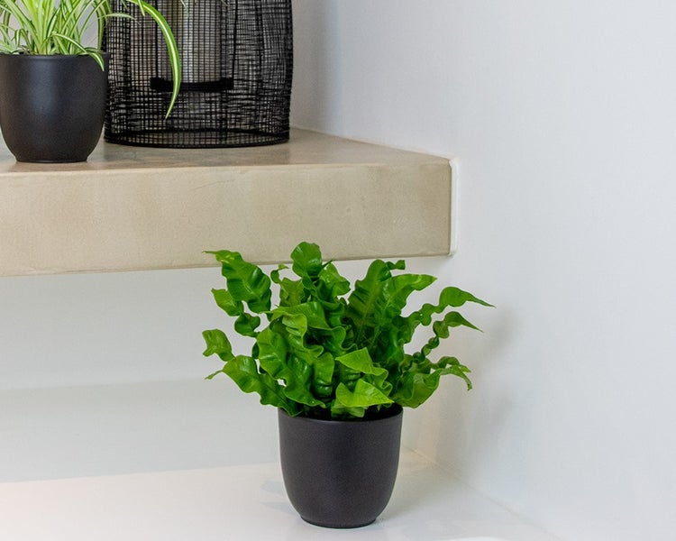 Asplenium 'Knusprige Welle' | Streepvaren - Kamerplant in Kwekerspot ⌀12 cm - ↕15-25 cm