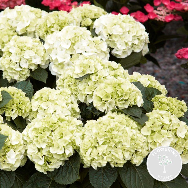 Hydrangea macrophylla 'Schneeball' - Bauernhortensie - Strauch - Winterhart - ⌀14 cm - 30-40 cm