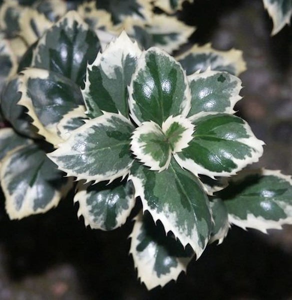 Stechpalme mit panaschierten Blättern