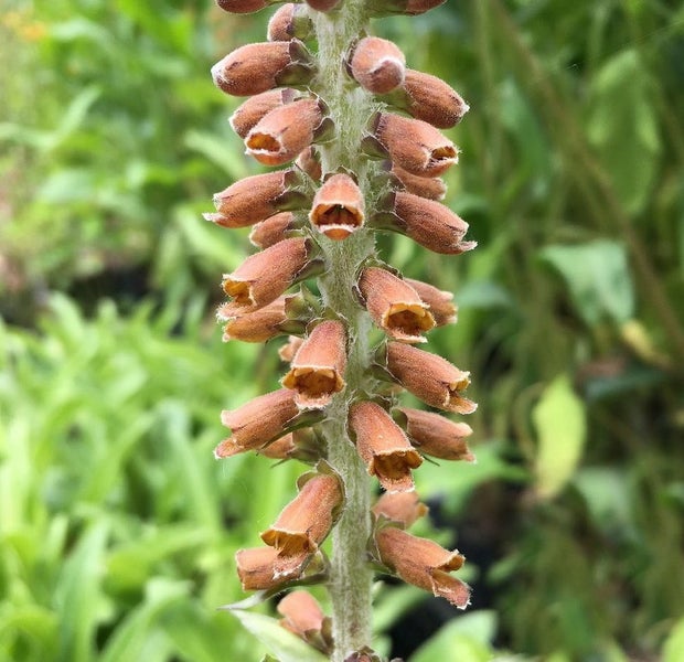 Aufnahme einer Digitalis Pflanze mit ihren charakteristischen, glockenförmigen Blüten entlang des Stängels.