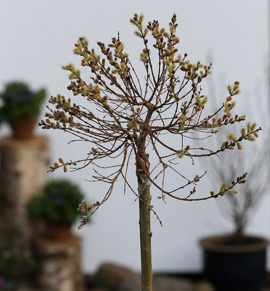 Kätzchenweide als Hochstamm im Topf