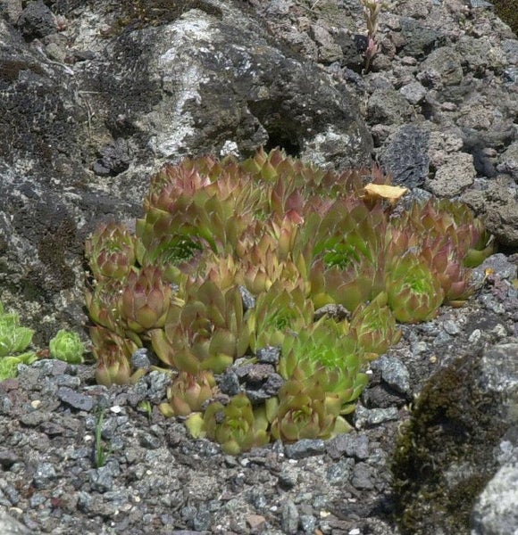 Hauswurz auf Steinen