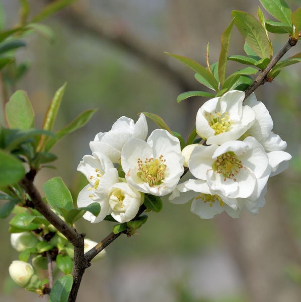 Zweig mit weißen Zierquittenblüten und grünen Blättern