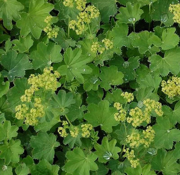 Frauenmantel Pflanze mit Blättern und Blüten