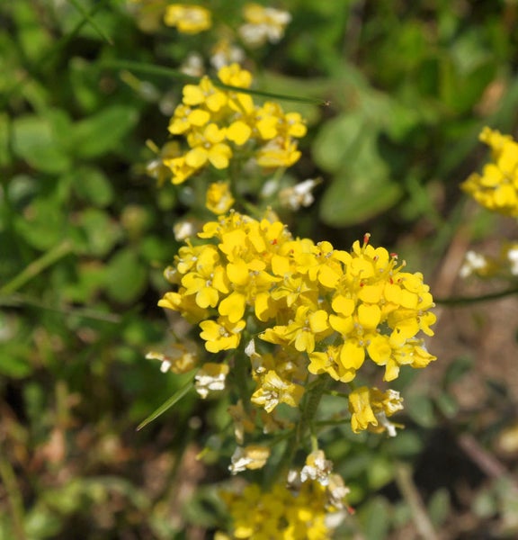 Gelbe Steinkrautblüten im Nahbereich