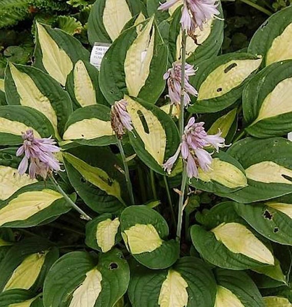 Funkie mit grün-gelben Blättern und lila Blüten