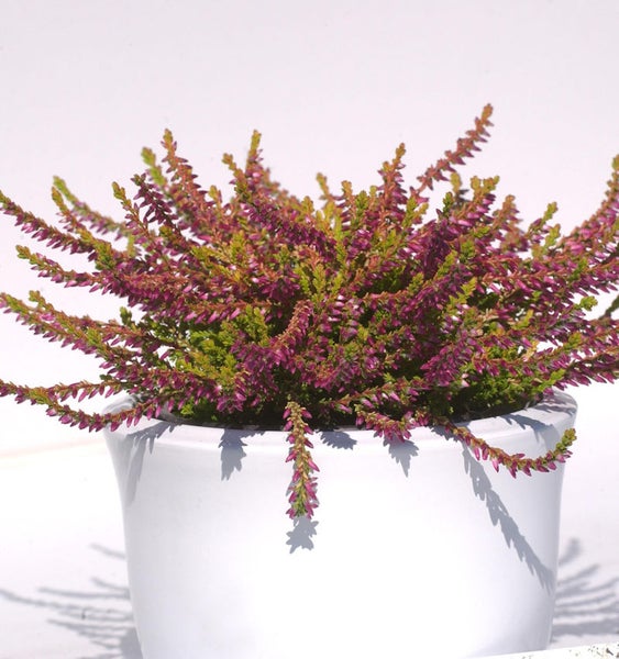 Besenheide in einem Topf