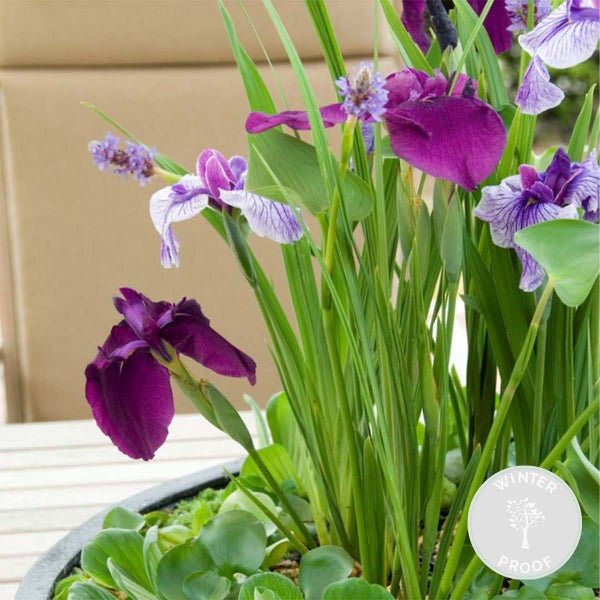 Iris 'Kaempferi' – Japanische Schwertlilie – Teichpflanze – Winterhart – ⌀9 cm - ↕20-30 cm