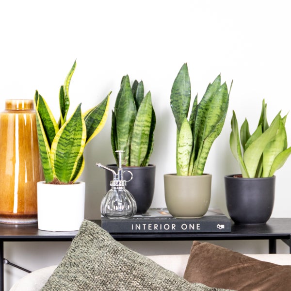 Dekorative Szene mit Sansevieria Pflanzen in Töpfen auf einem Regal