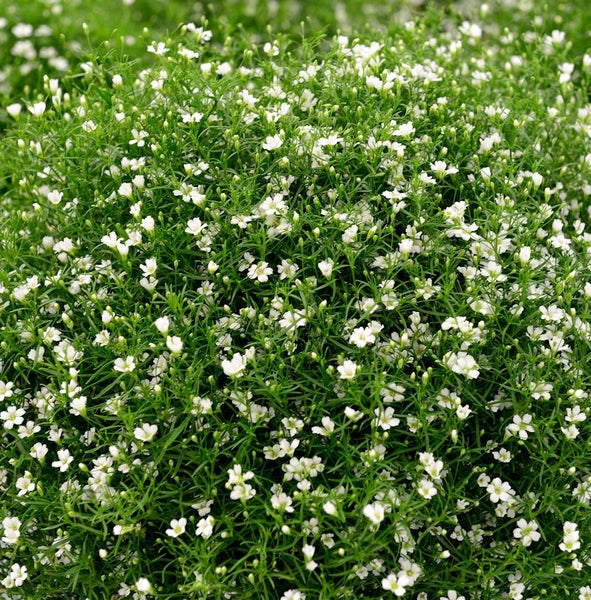 Gipskraut Pflanze mit kleinen Blüten