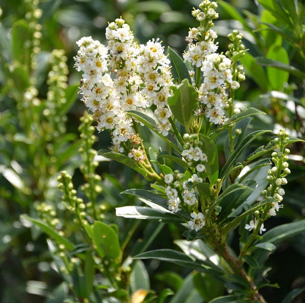 Blühender Kirschlorbeer im Detail