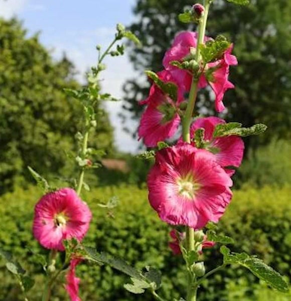 Stockrosen im Garten
