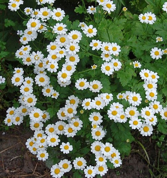 Fülle von Echten Kamillenblüten mit gelben Blütenkörben und weißen Blütenblättern
