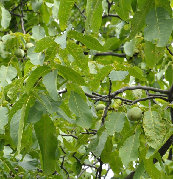 Walnussbaum mit Blättern und Früchten