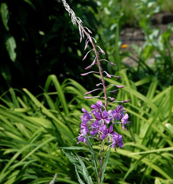 Blühende Weidenröschenpflanze im Garten