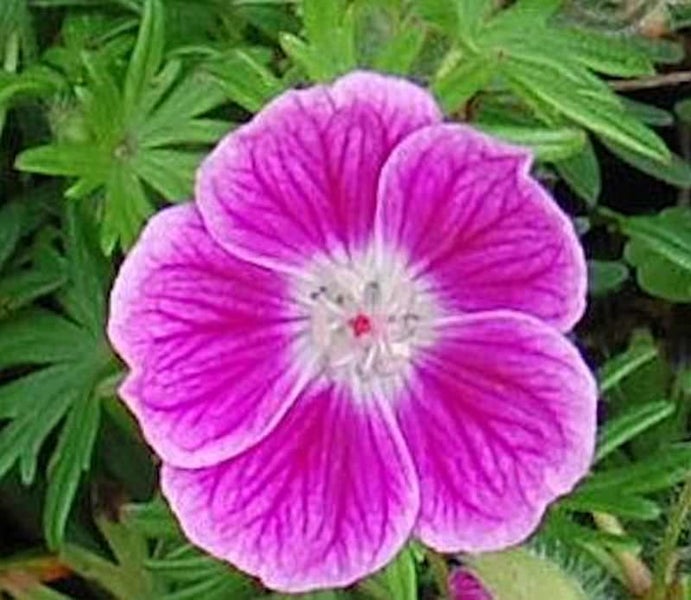 Nahaufnahme einer rosafarbenen Storchschnabelblüte