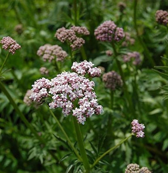 Nahaufnahme von Baldrianblüten im Garten