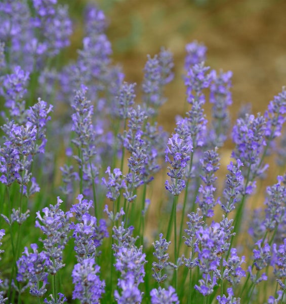 Nahaufnahme von Lavendelblüten im Garten