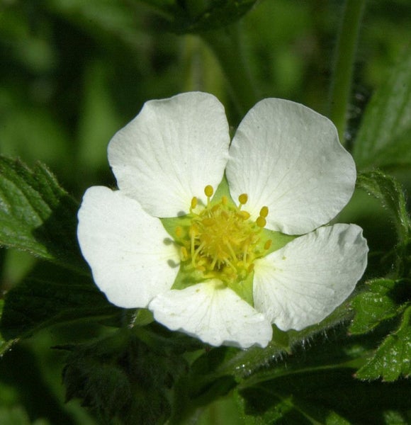 Nahaufnahme einer Erdbeerblüte