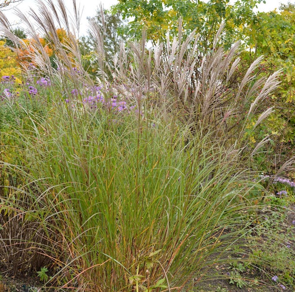Chinaschilf im Garten