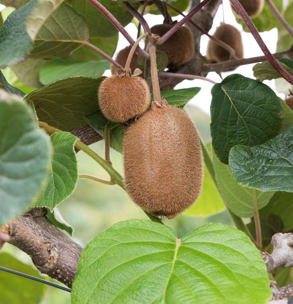 Nahaufnahme von Kiwis am Kiwibaum mit grünen Blättern
