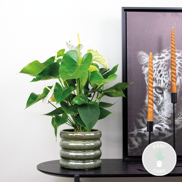 Bloomique - Anthurium Andreanum - Weiß - Flamingoblume - Blühende Zimmerpflanzen - Pflegeleicht - Höhe 40-50 cm - Topf 14 cm