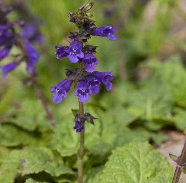 Blüte der Salvia nemorosa im Detail