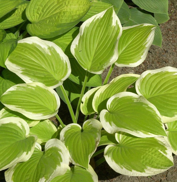 Funkie mit grün-weissen Blättern im Garten