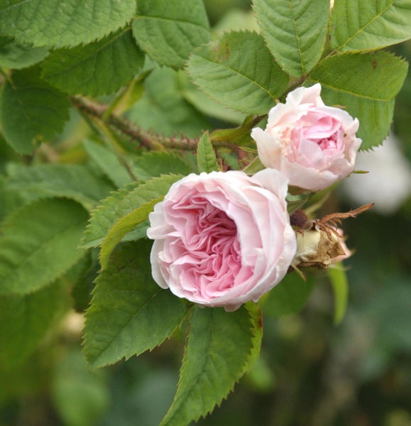 Nahaufnahme von zwei Rosenblüten an einem Rosenstrauch