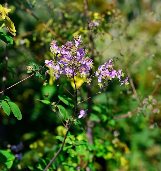 Nahaufnahme einer Thalictrum-Blüte im Garten.