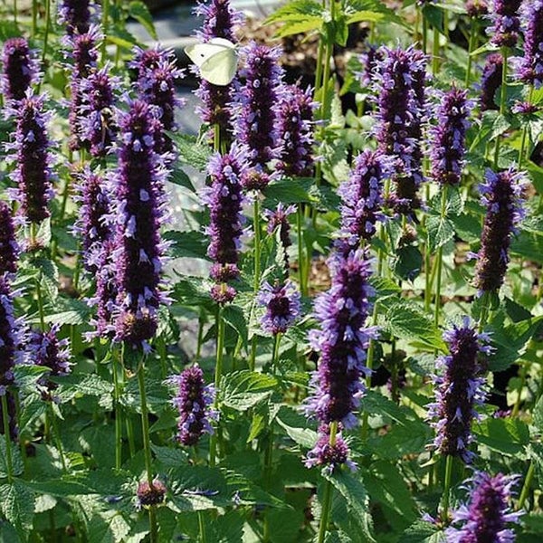 Nahaufnahme von Agastache-Pflanzen mit violetten Blüten und einem Schmetterling im Garten.