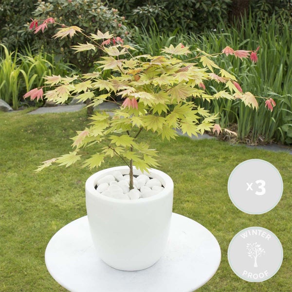 Japanischer Ahorn im Topf auf einem Gartentisch, dreifach verpackt und winterfest.