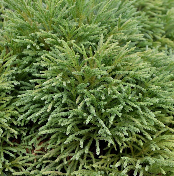 Nahaufnahme einer Zypresse