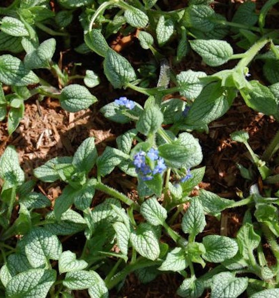 Nahaufnahme von blauen Gedenkemein Blumen mit grünen Blättern im Garten
