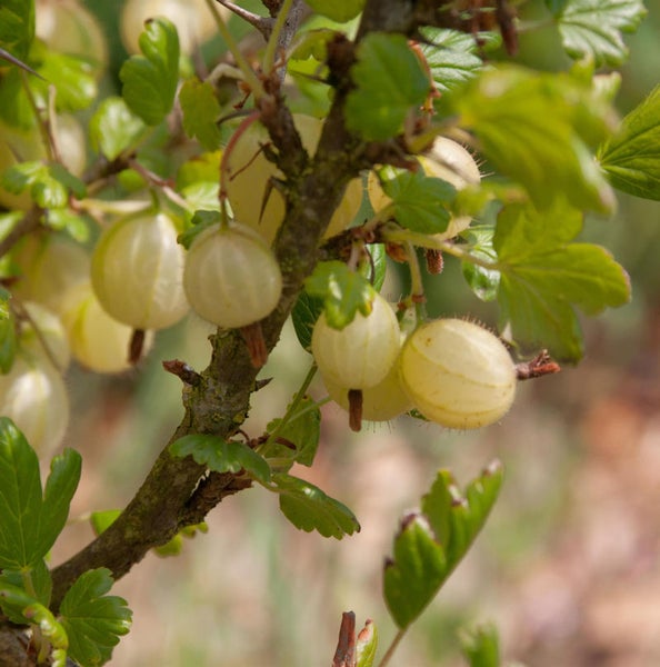 Nahaufnahme eines Stachelbeerstrauchs mit reifen Früchten
