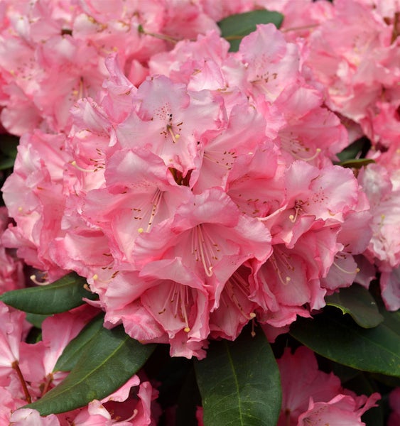 Nahaufnahme einer Rhododendronblüte