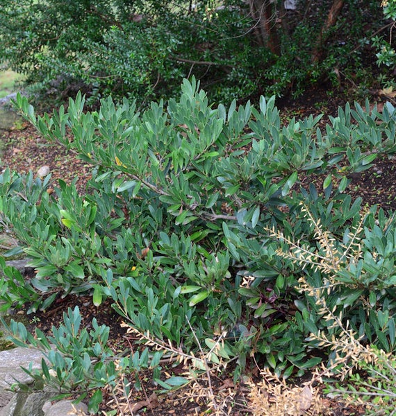Immergrüner Strauch mit kleinen Blättern im Garten.