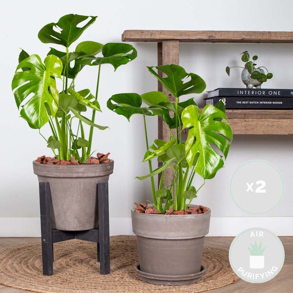 Bloomique - 2er Set - Monstera Deliciosa - Fensterblatt - Zimmerpflanzen - Pflegeleicht - Luftreinigend - Höhe 50-70 cm - Topf 17 cm