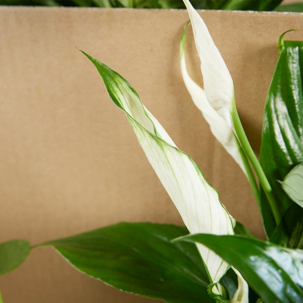 Einblatt Pflanze mit weißen Blüten