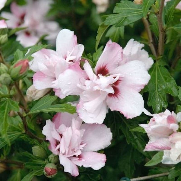 Blüten einer Strauchrose mit rosa-weissen Blütenblättern und grünen Blättern