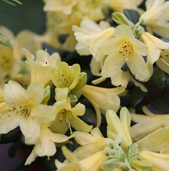 Gelbe Rhododendronblüten für den Garten