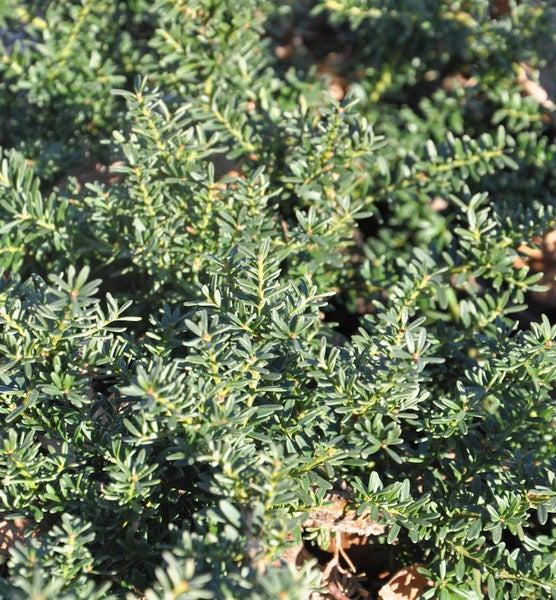 Immergrüne Bepflanzung mit kleinen Blättern.