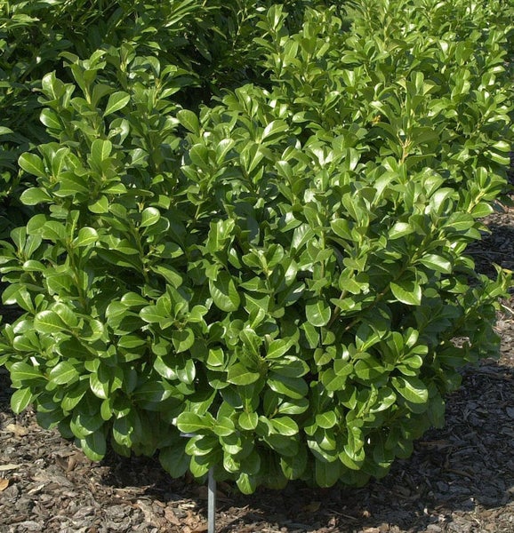 Immergrüner Kirschlorbeer als Heckenpflanze im Garten.