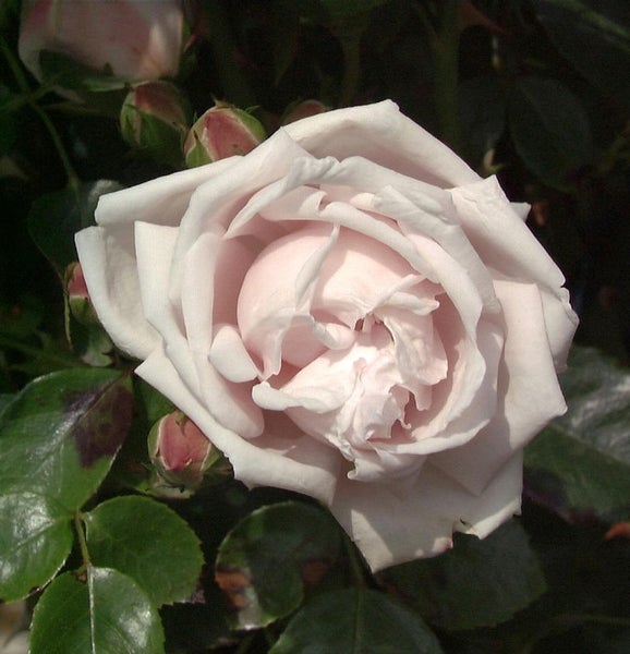 Nahaufnahme einer einzelnen Rosenblüte